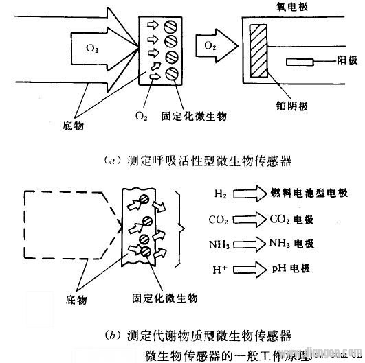 生物医疗传感器的工作原理是什么